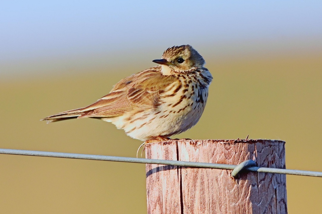 Pipit farlouse